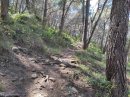 Forêt de Sète